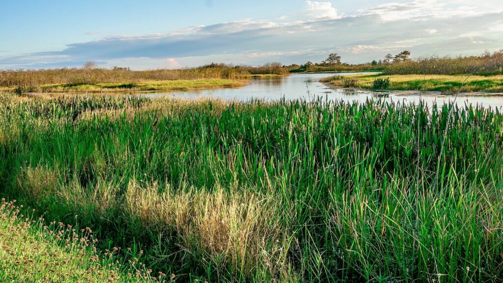 Selling Land In Volusia County: Why Palmetto Realty Is The Right Listing Agent For You