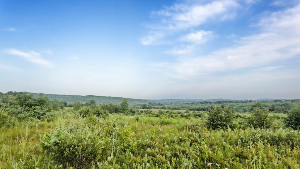 How Do I Buy Acreage In DeLand? Why Working With Palmetto Realty Can Help