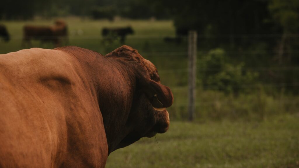 About How Much Land Should I Buy in Volusia County if I Want to Raise Animals?