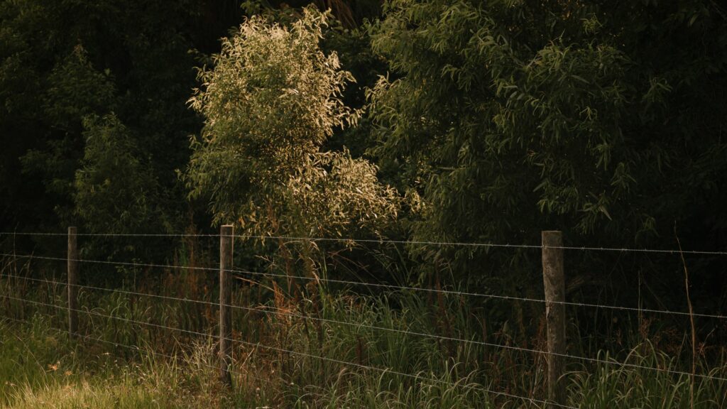 Native Vegetation to Plant on Your Central Florida Property to Attract Wildlife