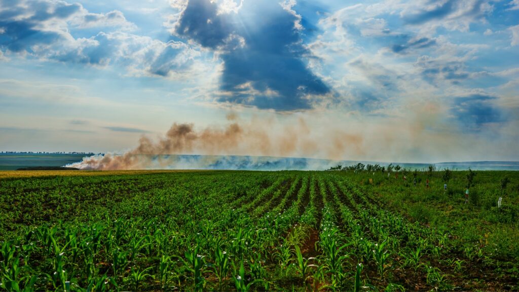 How Often Should a Controlled Burn Occur in Central Florida?