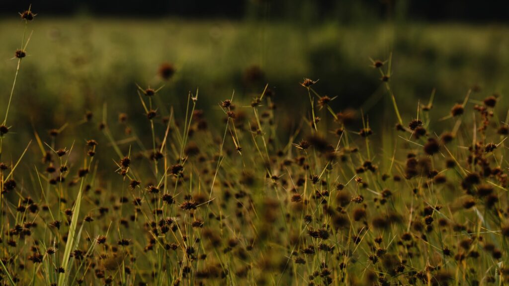 How Land Loans Can Help You Buy the Perfect Property in Volusia County