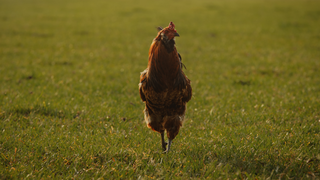5 Common Animals That Residents Keep on Their Properties in Central Florida