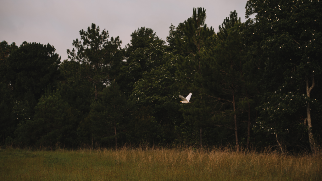 What Can You Do With The Land You Intend To Buy?