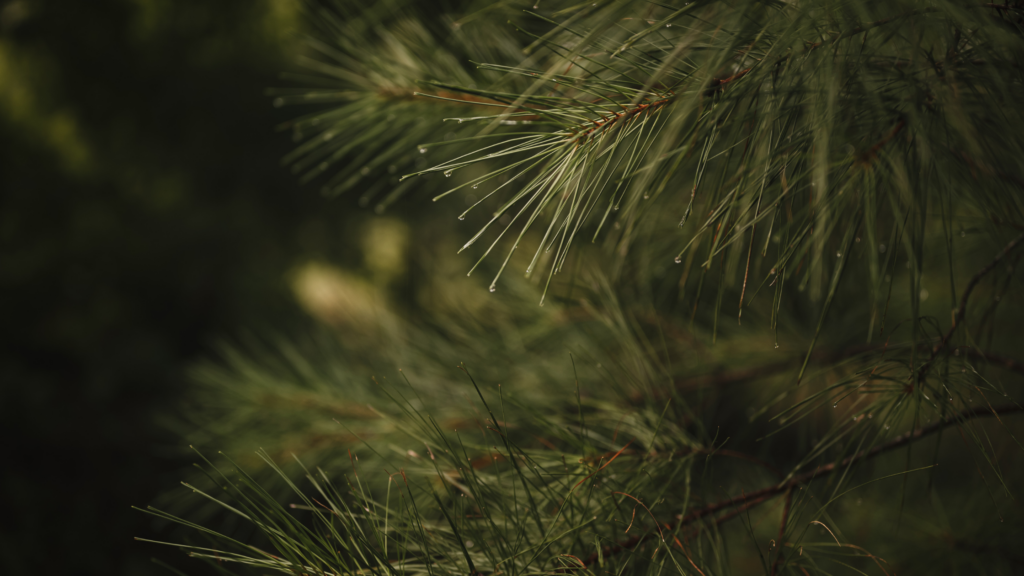 Questions to Ask Before Buying - Are There Any Conservation Easements on the Property?